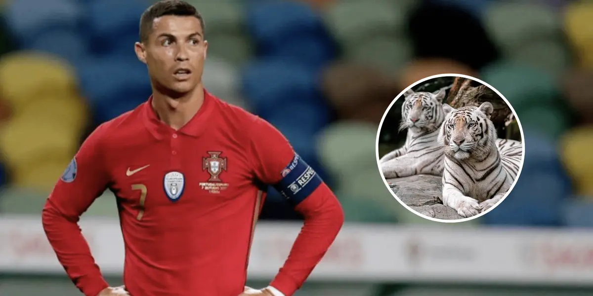 Jogador brasileiro postou vídeo com tigre em seu Instagram